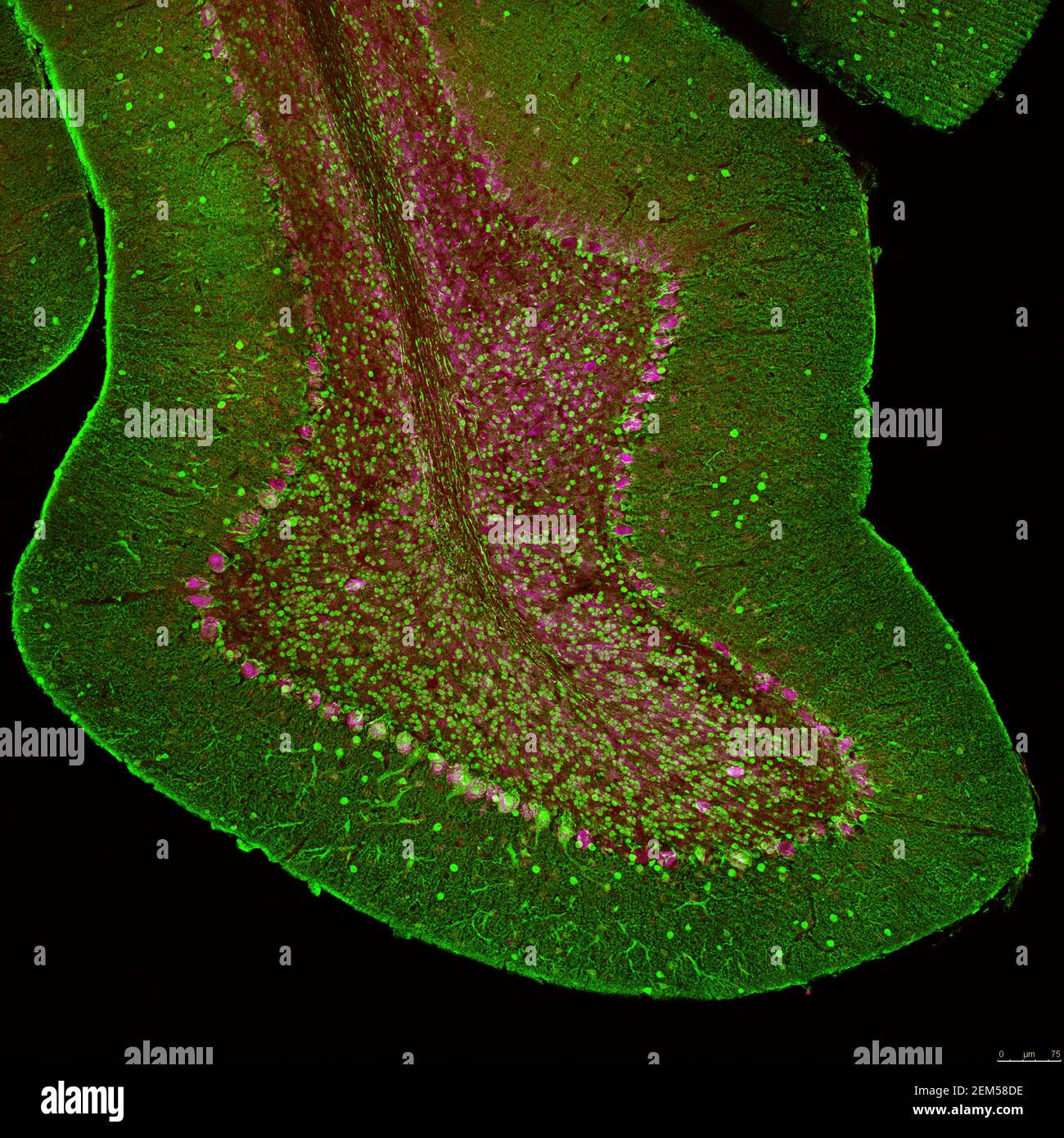 Zerebelläres Folium aus einem Abschnitt des Maushirns, gekennzeichnet mit Immunfluoreszenz und aufgenommen mit konfokaler Laser-Scanning-Mikroskopie. Große Purkinje Stockfoto