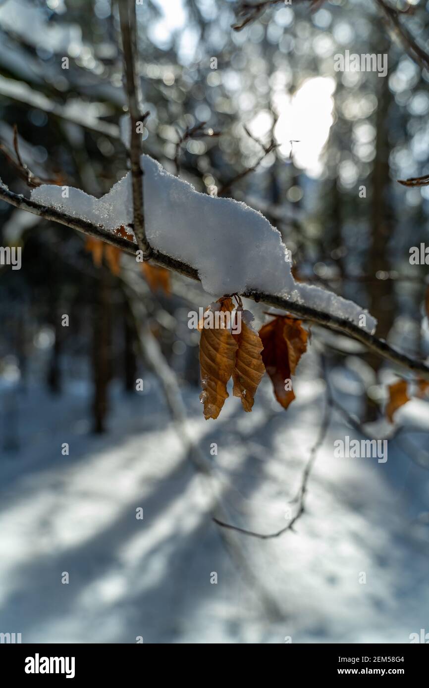 Inmitten des verschneiten Winterwaldes wachsen junge Bäume im spärlichen Sonnenlicht. Sie haben noch Blätter und Früchte auf den Ästen. junge Bäume Stockfoto