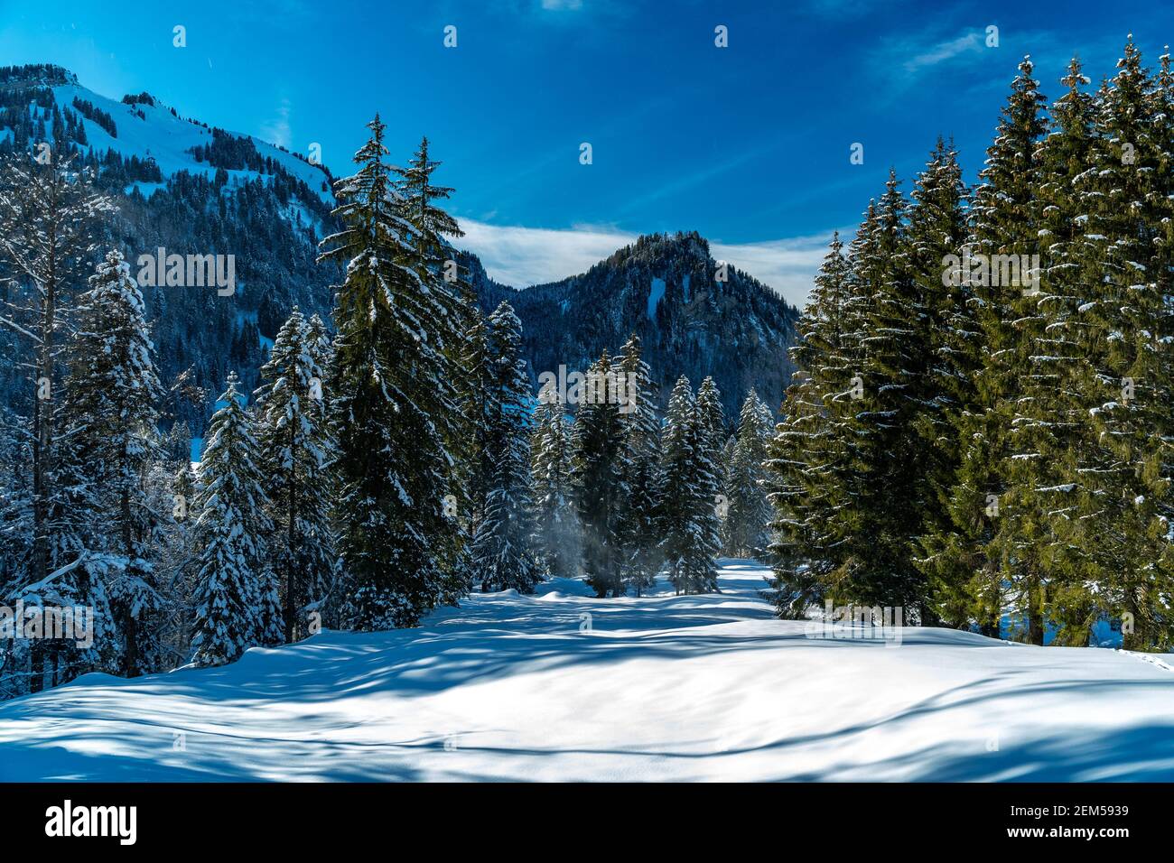 Winterwunderland im Bregenzerwald führt der Weg zwischen Sibratsgfäll und Schönebach durch den verschneiten Wald mit weißen Tannen und Fichten. Österreich Stockfoto