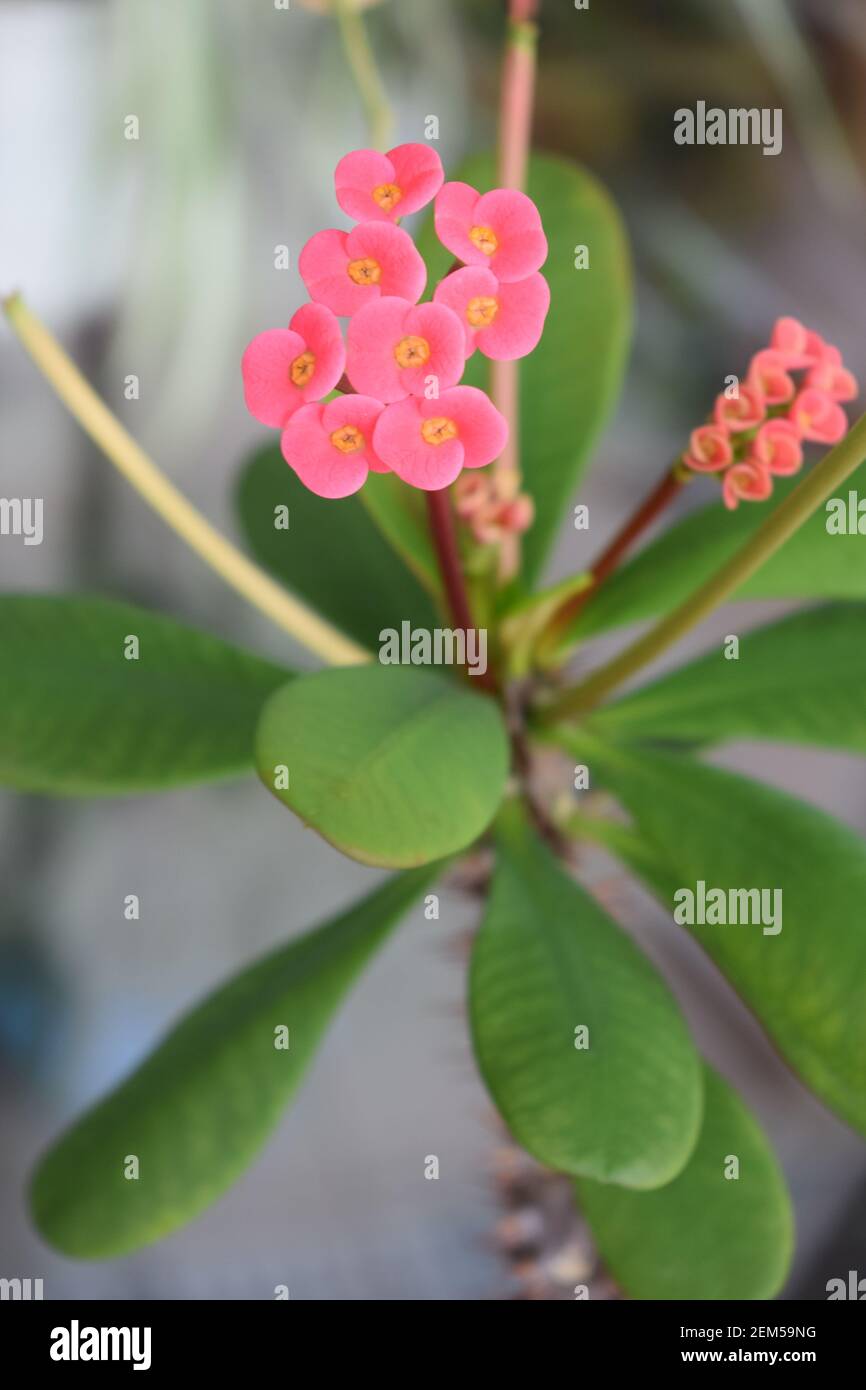 Kleine rosa Kaktusblüten Stockfoto