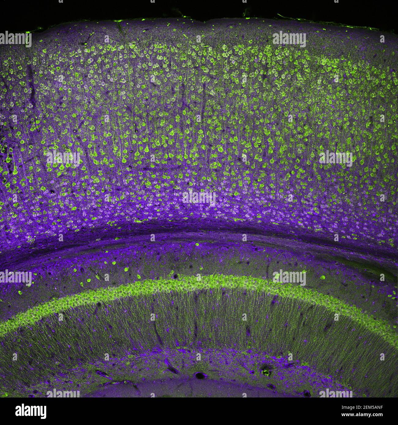 Hirnrinde und ein Teil des Hippocampus in einem Abschnitt eines Maushirns, markiert mit Immunfluoreszenz und aufgezeichnet mit konfokalem Laserscanning Stockfoto