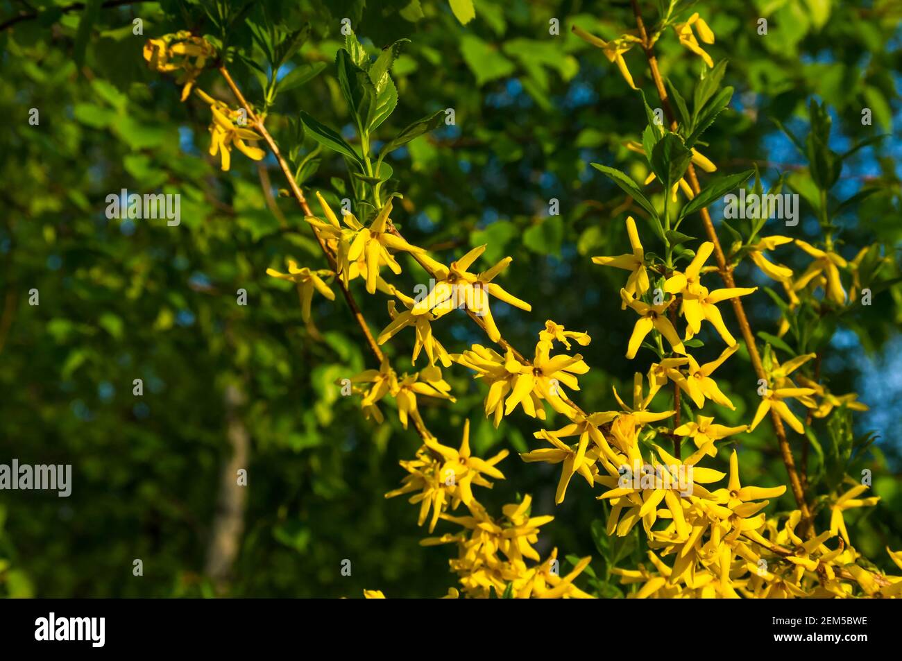 Ein großer Busch von leuchtend gelben Blüten der Forsythia Pflanze, Osterbaum, im Park an einem sonnigen Tag im frühen Frühjahr, ein schöner floraler Hintergrund. Stockfoto