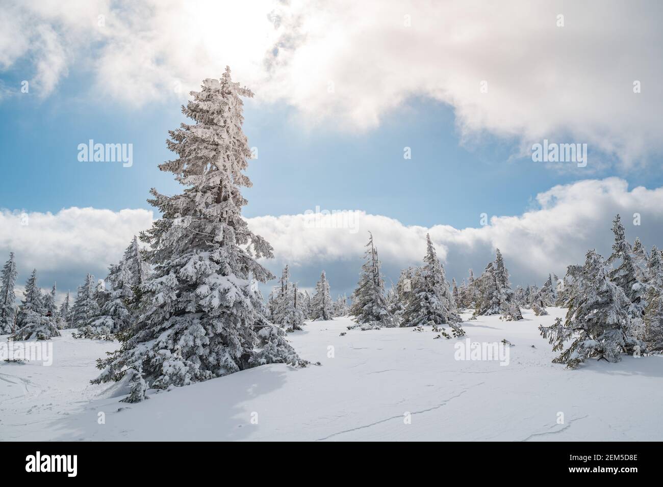 Majestätische weiße Fichten, die durch Sonnenlicht glühenden Bäume vor dunkelblauem Himmel. Wunderschöne Winterszene. Lage Ort Tschechien, Krkonose. Stockfoto