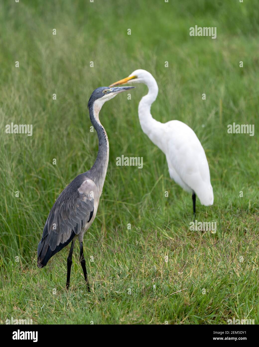 Schwarzkopfreiher, Ardea melanocephala, in Ngorongoro, Tansania Stockfoto