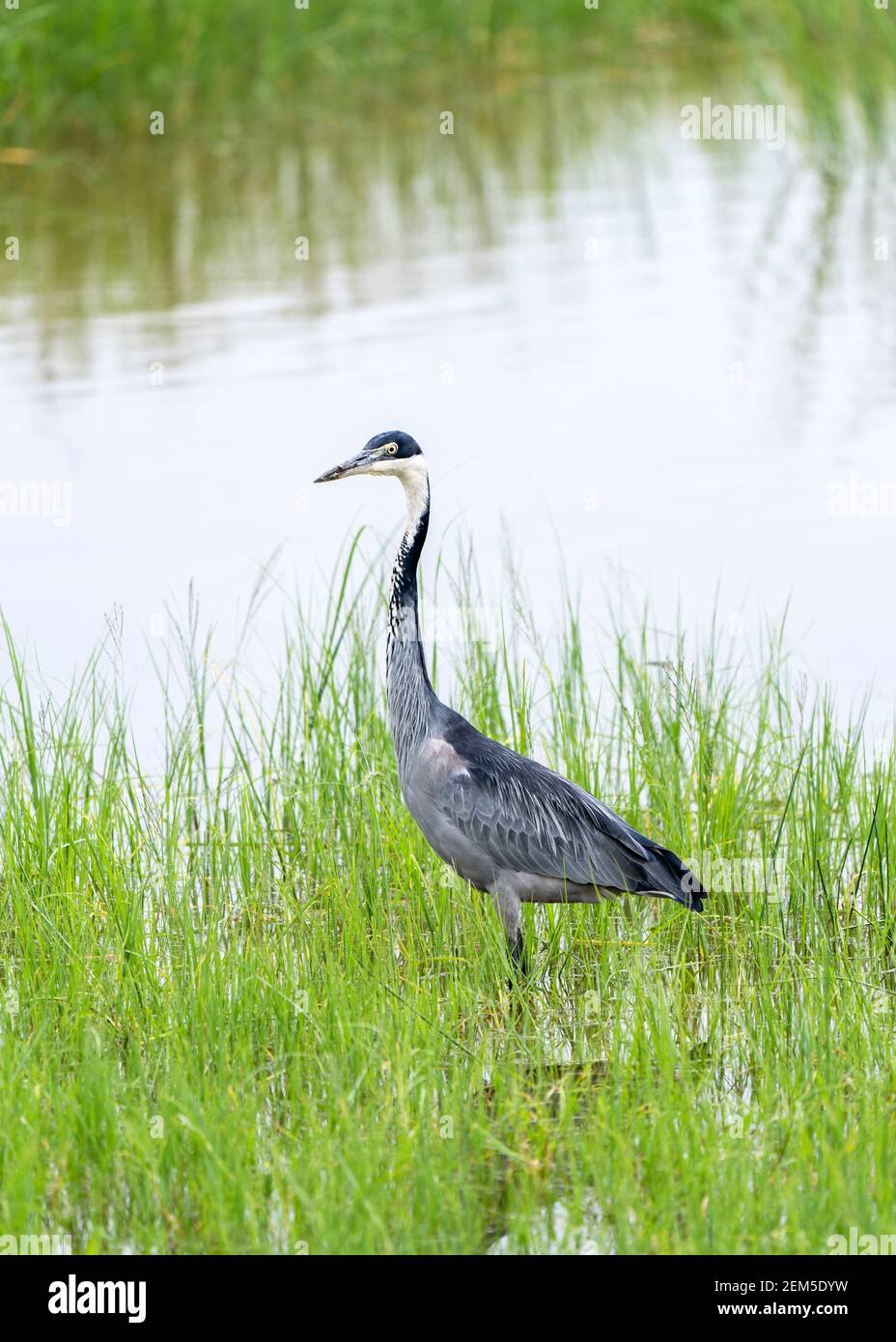 Schwarzkopfreiher, Ardea melanocephala, in Ngorongoro, Tansania Stockfoto