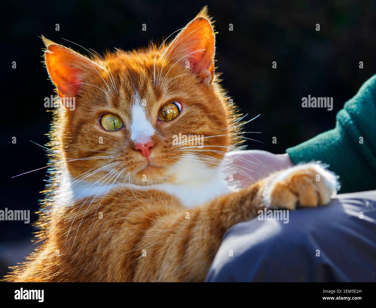 Weibliche Ingwerkatze Stockfoto