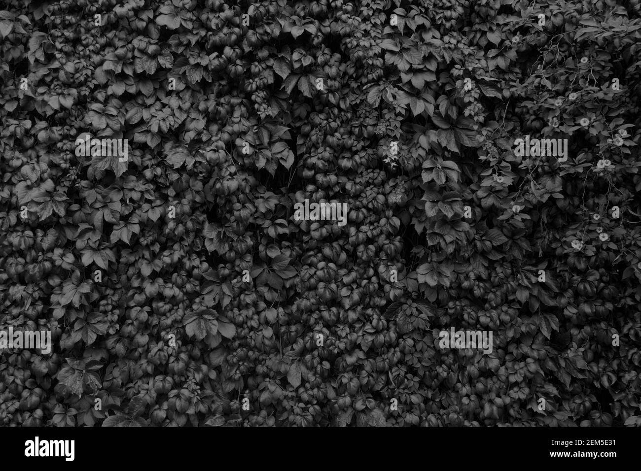 Hängende Reben kriechende Pflanzen Blätter und Blumen Hintergrund. Schwarz und Weiß. Stockfoto