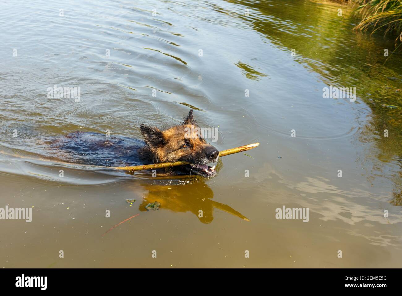 Deutscher Schäferhund schwimmt mit einem Holzstock in den Zähnen auf dem Fluss. Hund im Wasser. Stockfoto