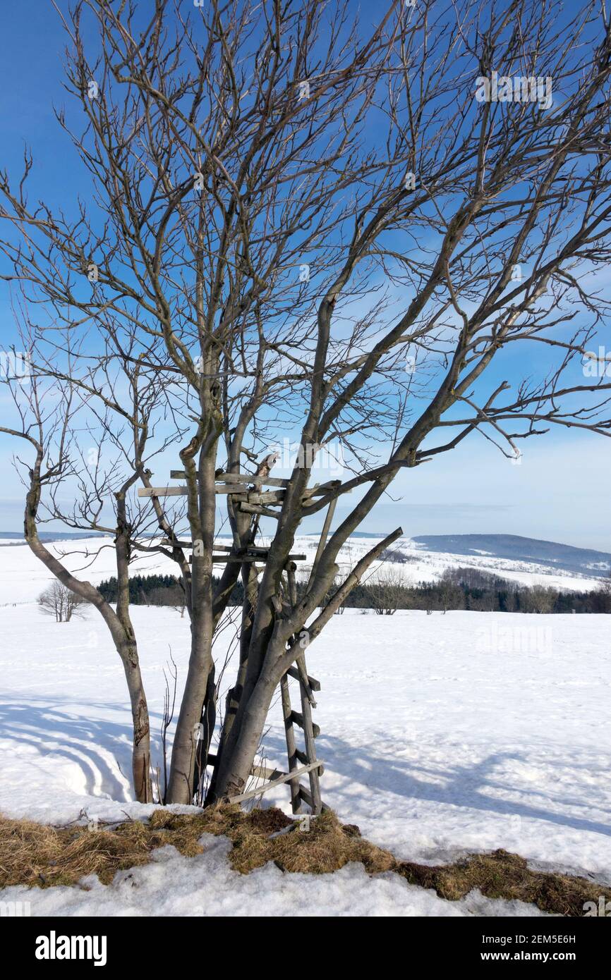 Blattloser alter Baum in Winterlandschaft bedeckt Schnee Bergasche Baum Stockfoto