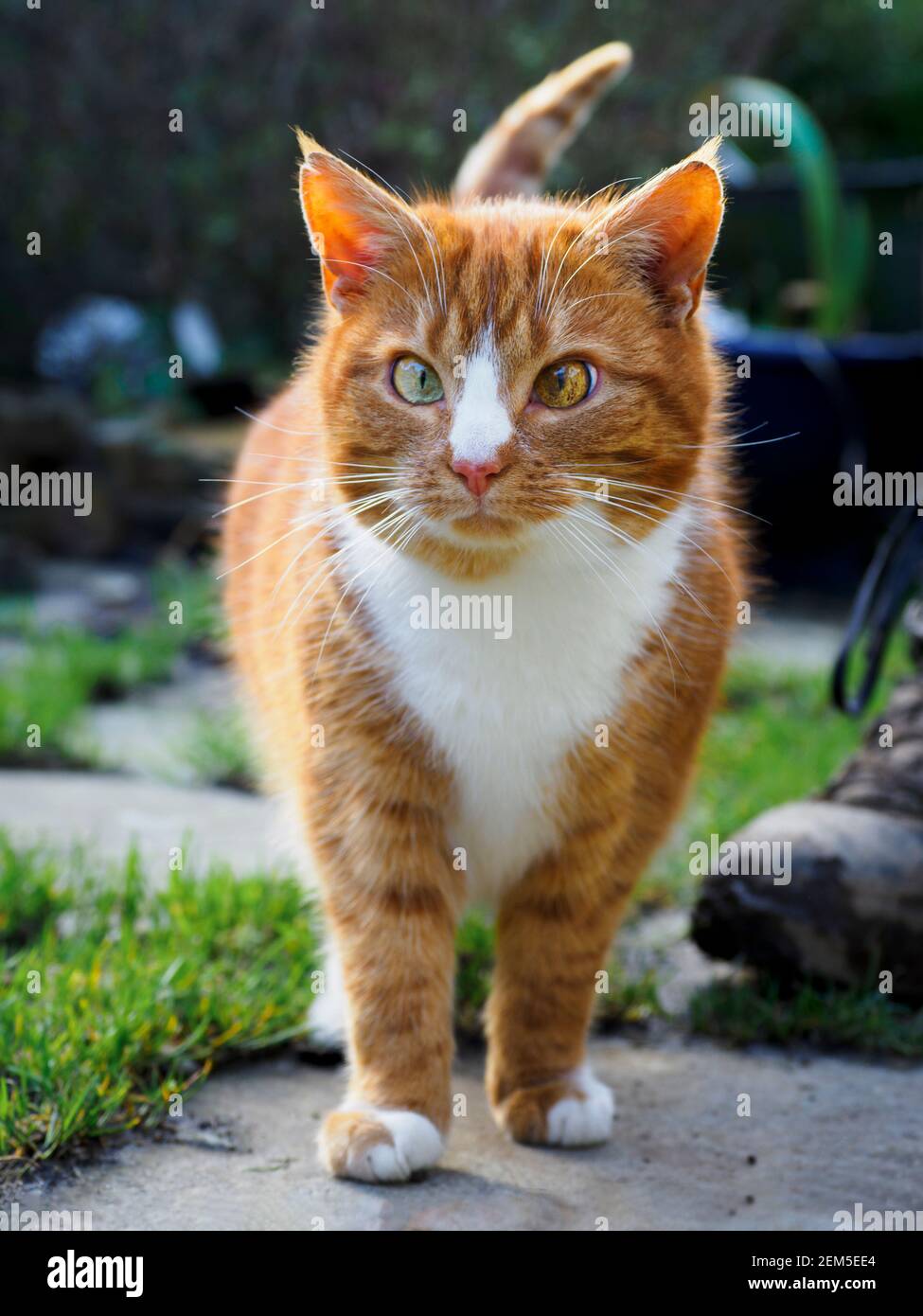 Weibliche Ingwerkatze, Großbritannien Stockfoto