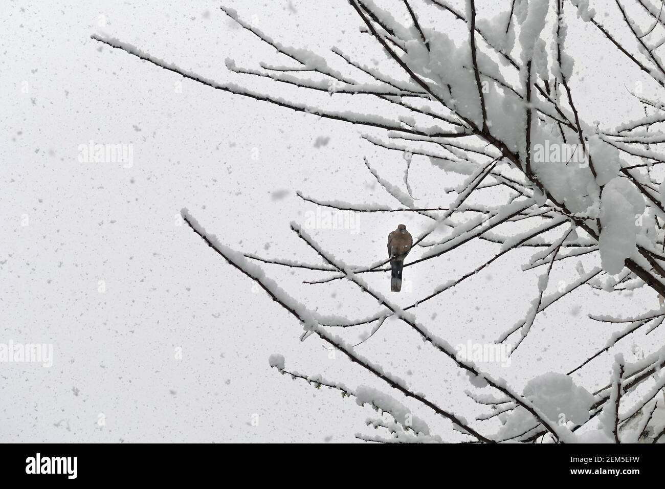 Taubenvogel, der während des Schneesturms auf Baumzweigen thront. Kalter Wintertag. Stockfoto