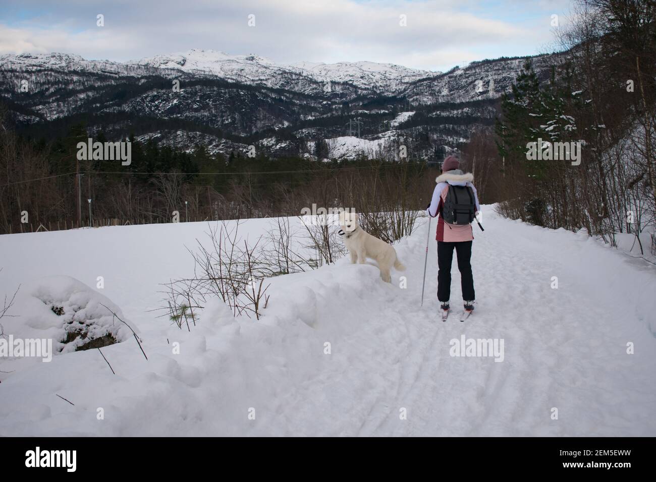 Junge Frau Skilanglauf mit Hund (Husky / Samoyed) In Norwegen Stockfoto