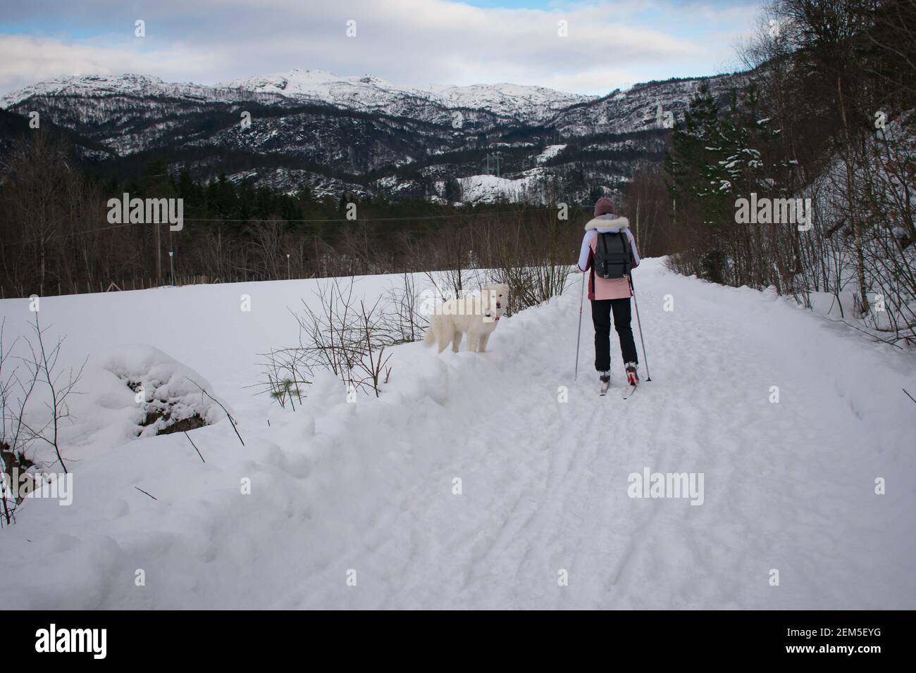Junge Frau Skilanglauf mit Hund (Husky / Samoyed) In Norwegen Stockfoto