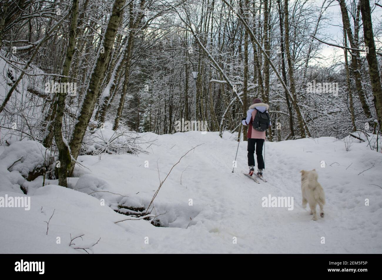 Junge Frau Skilanglauf mit Hund (Husky / Samoyed) In Norwegen Stockfoto