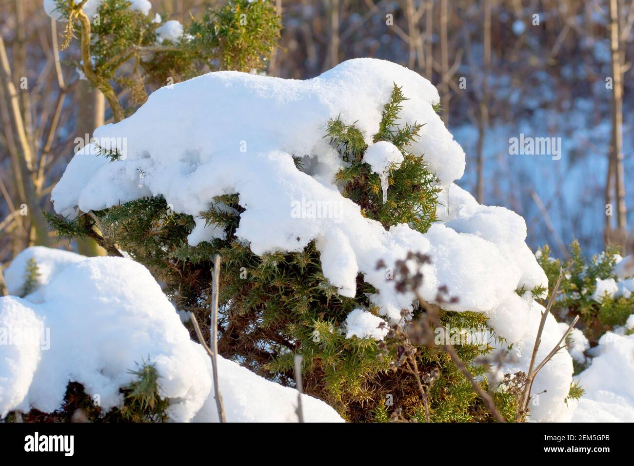 Gorse (ulex europaeus), auch bekannt als Furze oder Whin, Nahaufnahme eines schneebedeckten Busches, der am Rande eines Waldstücks wächst. Stockfoto