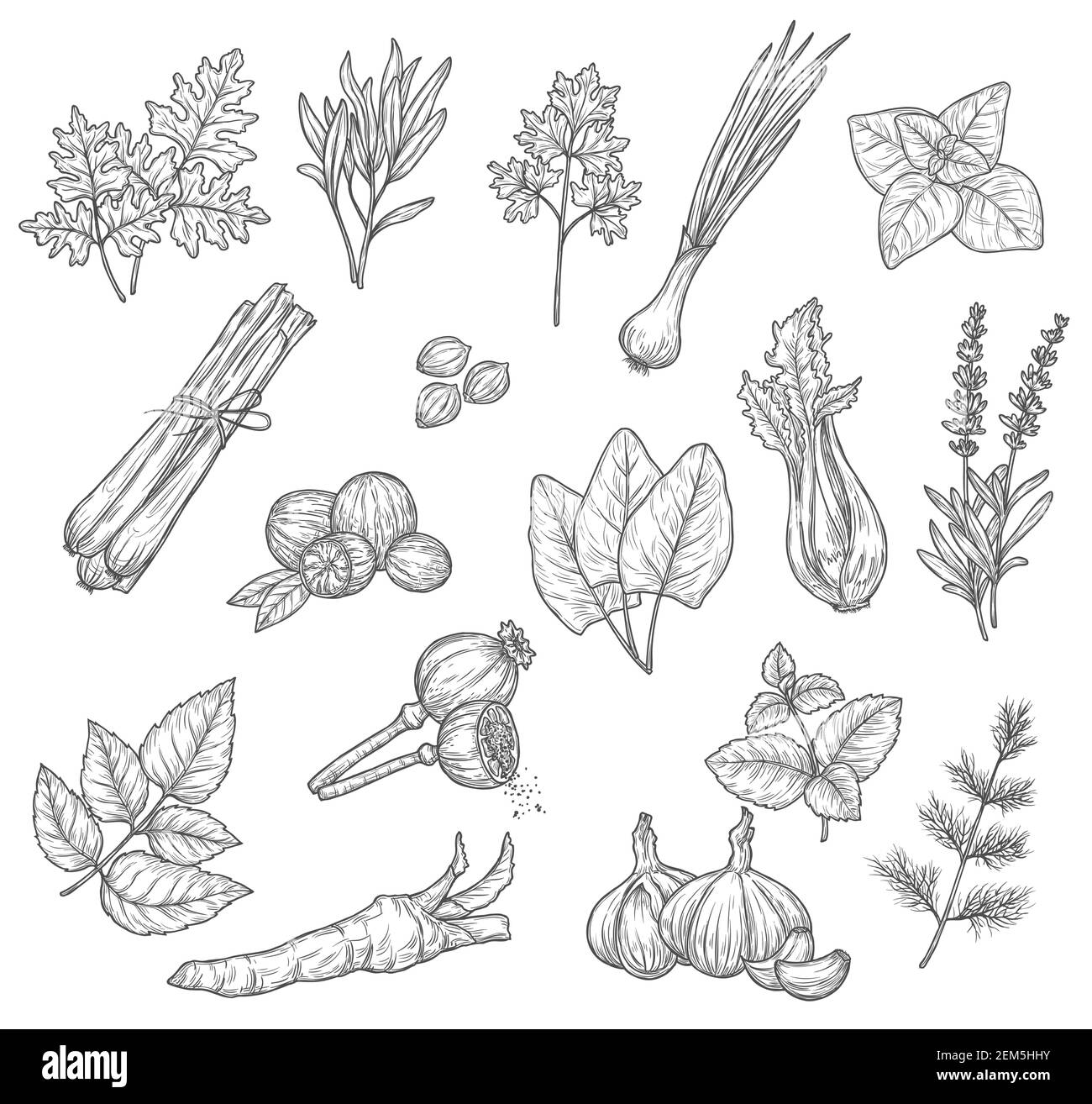 Kräuter- und Gewürzskizzen, Würze und Würze. Minze, Rosmarin und Petersilienblätter, Knoblauchdill und Kardamom, Lavendel und Basilikum, Zwiebel, Sellerie und Stock Vektor