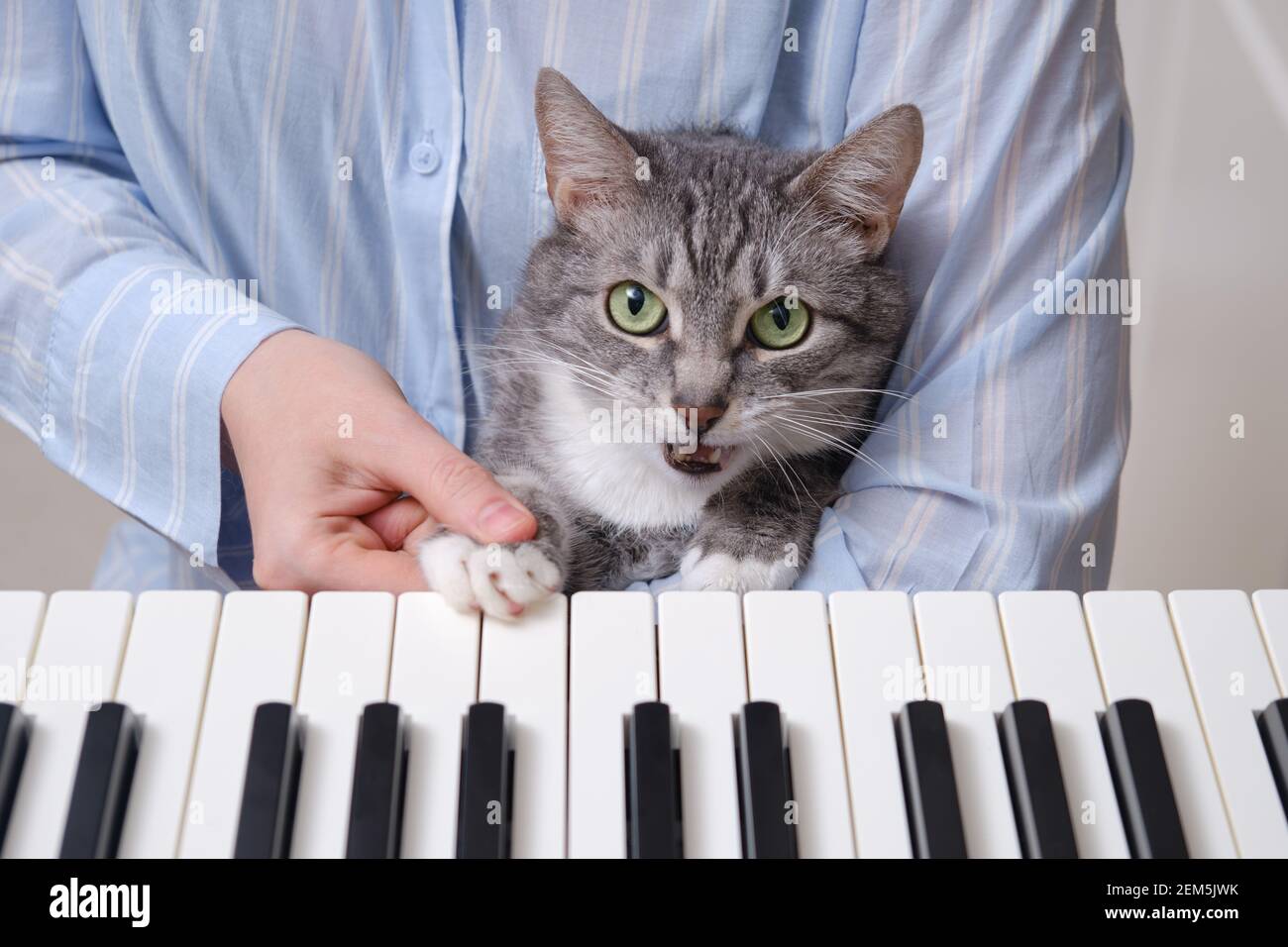 Die Katze singt und drückt eine Taste auf einer elektronischen Klavier,  während sie einer Musikerin beim Spielen helfen Stockfotografie - Alamy