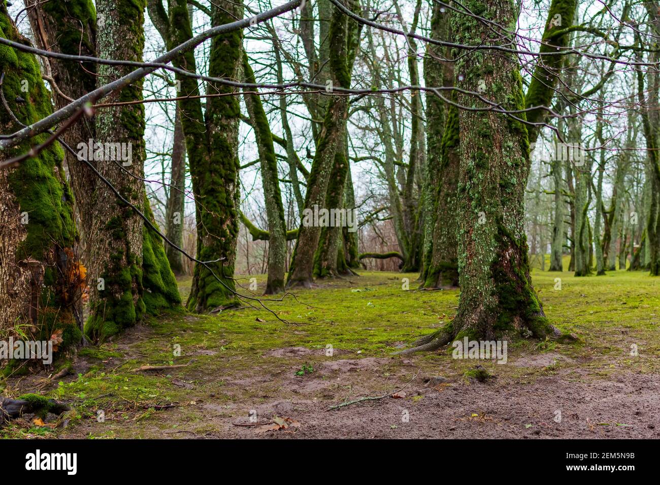 Moos gewickelt alten Bäumen im Herbst mit grünem Gras Rasen im Turaida Museum Reserve des Gauja National Park, Lettland Stockfoto