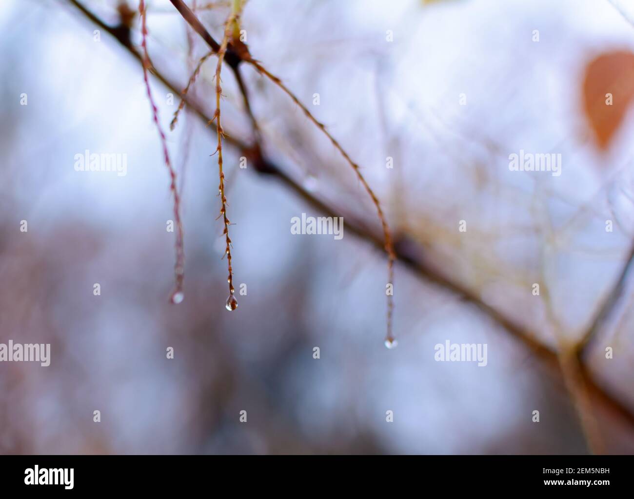 Kristallklare Regentropfen hängen an dünnen Herbstzweigen Stockfoto