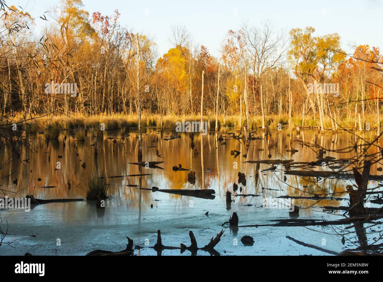 Holz im frühen Winter wo Biber, wurden Bäume einen Biberbau - gelbe Bäume im Wasser widerspiegelt mit Baumstümpfen übersät zu errichten und Anmelden Stockfoto