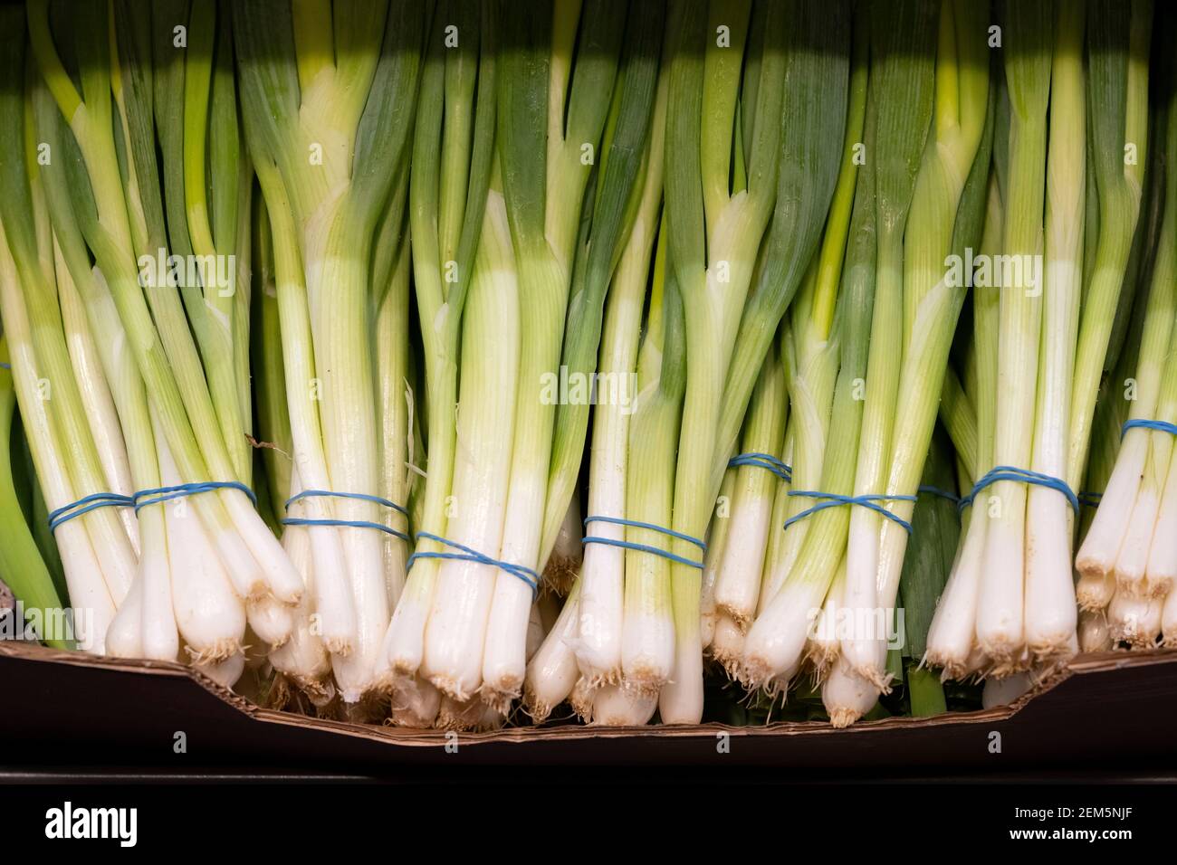 Eine Schachtel Frühlingszwiebeln, die in einem britischen Supermarkt verkauft werden. Stockfoto