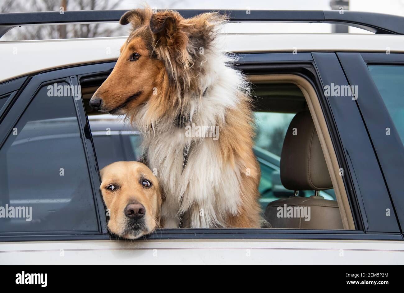 Zwei Hunde im geparkten Auto - schöne elegante Collie suchen Draußen auf der Welt und goldenes Labor, das mit Angst aufgeht Augen Stockfoto
