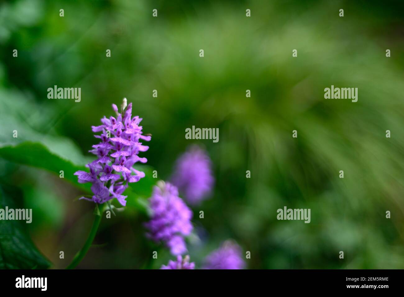 Dactylorhiza, terrestrischen Orchidee, Lila Blume, Blumen, Blüten, Pflanzen, Stauden, Marsh Orchideen, Garten, RM Floral Stockfoto