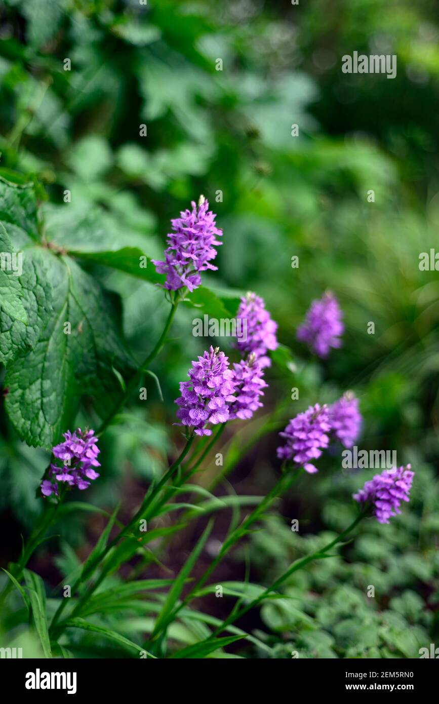 Dactylorhiza, terrestrischen Orchidee, Lila Blume, Blumen, Blüten, Pflanzen, Stauden, Marsh Orchideen, Garten, RM Floral Stockfoto