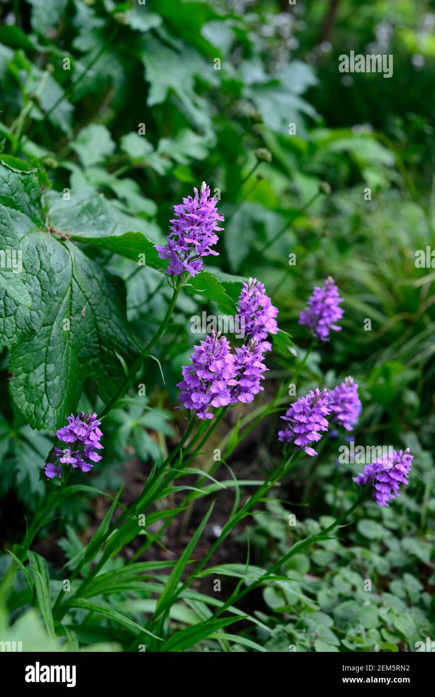 Dactylorhiza, terrestrischen Orchidee, Lila Blume, Blumen, Blüten, Pflanzen, Stauden, Marsh Orchideen, Garten, RM Floral Stockfoto