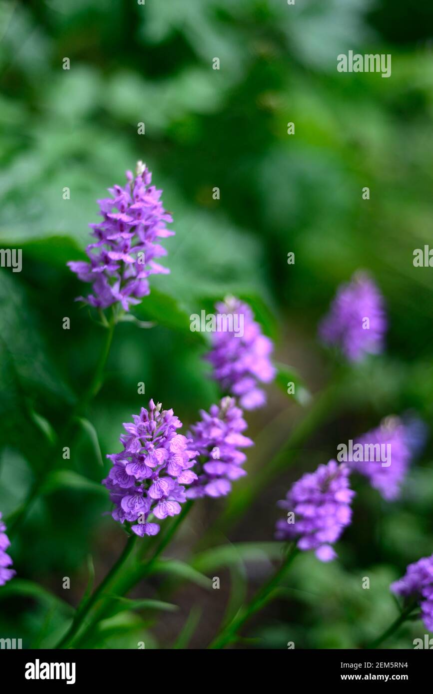 Dactylorhiza, terrestrischen Orchidee, Lila Blume, Blumen, Blüten, Pflanzen, Stauden, Marsh Orchideen, Garten, RM Floral Stockfoto