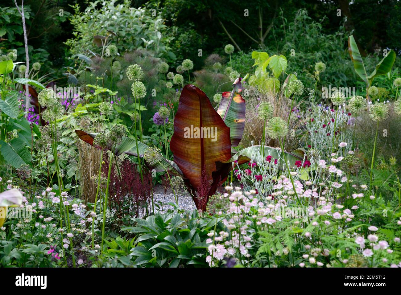 Rot blättrige Abessinier Banane, Ensete ventricosum Maurelii, lychnis coronaria Gärtner Welt, allium Sämköpfe, allium, astrantia bo ann, Blätter, Laub, t Stockfoto