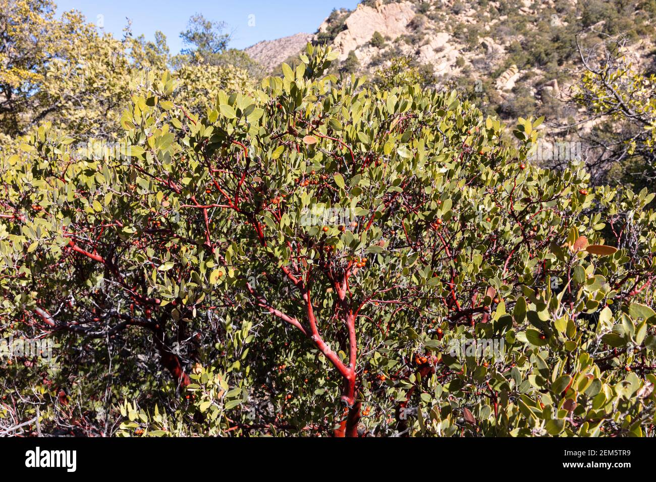 Pringle Manzanita (Arctostaphylos pringlei), Süd-Arizona, USA Stockfoto