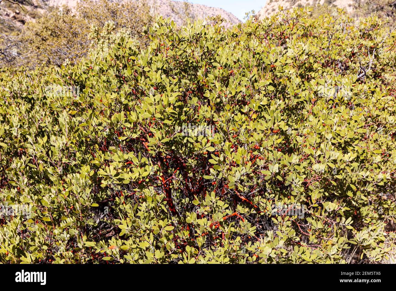 Pringle Manzanita (Arctostaphylos pringlei), Süd-Arizona, USA Stockfoto
