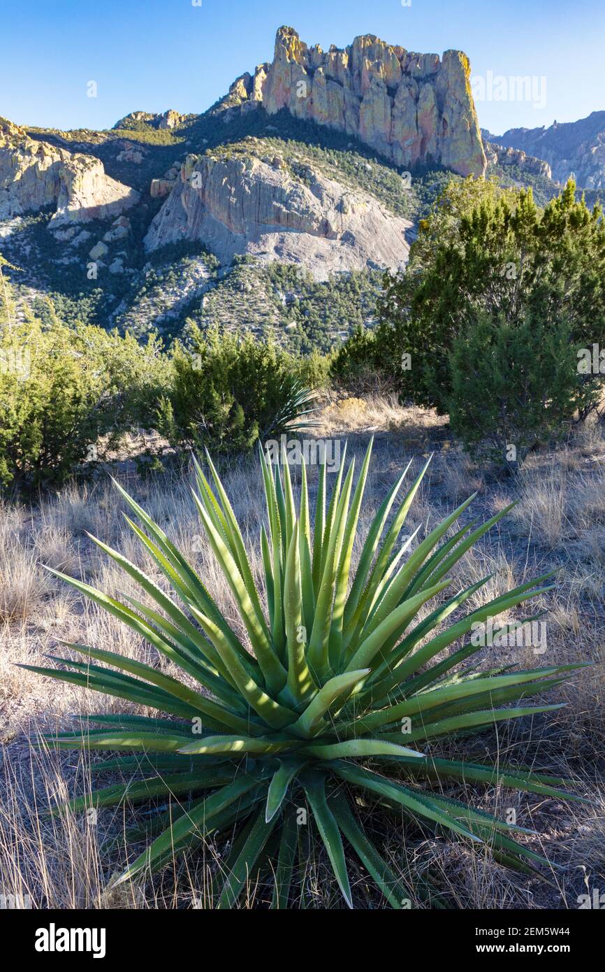 Cave Creek Canyon, Chiricahua Mountains, Blick vom Silver Peak Trail, Portal, Southeastern Arizona, USA Stockfoto