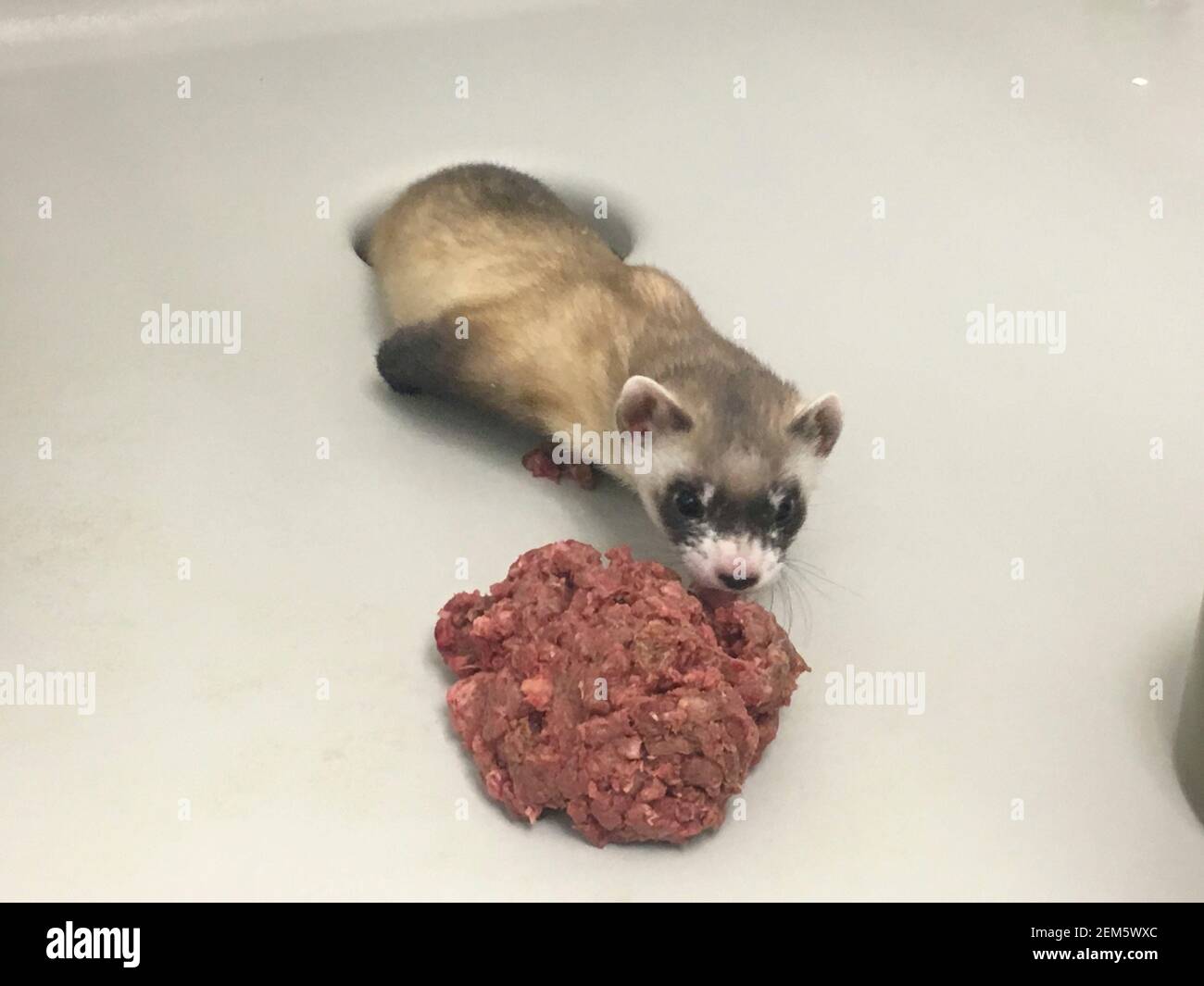 Elizabeth Ann, das erste geklonte Schwarzfußferret, ist 60 Tage im National Black-Foot Ferret Conservation Centre am 5. Januar 2021 in Fort Collins, Colorado. Dies ist das erste Mal, dass Wissenschaftler eine vom Aussterben bedrohte US-Spezies klonten, die aus den Genen eines Tieres, das vor über 30 Jahren starb, dupliziert wurde. Stockfoto