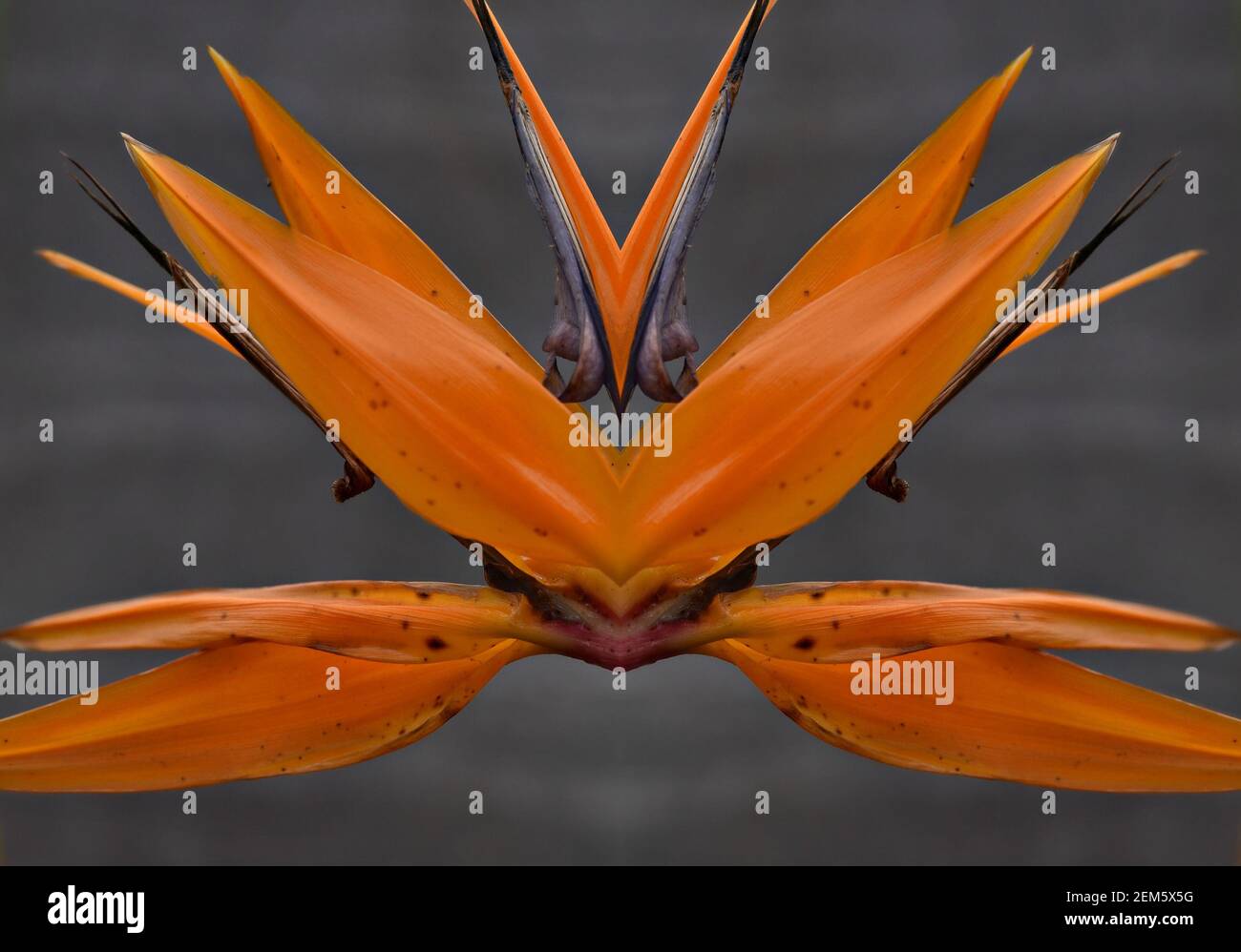 Strelitzia Reginae (Paradiesvogel) eine mehrjährige blühende Pflanze mit  leuchtend orange-blauen Blüten und grünem Laub auf einer abstrakten  Komposition Stockfotografie - Alamy