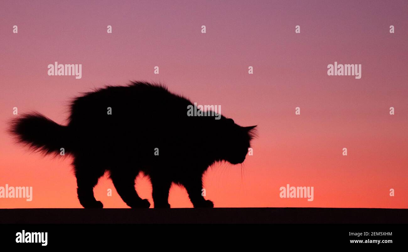 Sommer Sonnenuntergang mit einer flauschigen Katze Silhouette Stockfoto