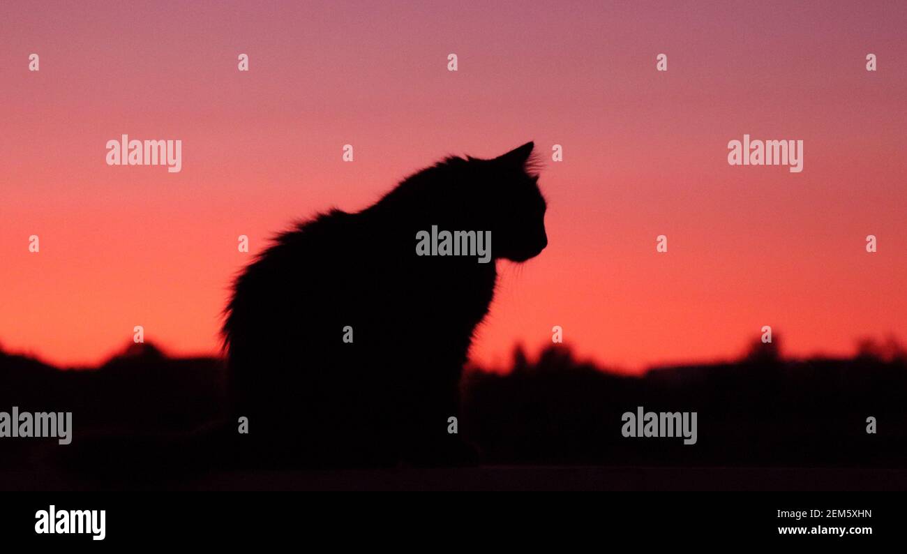 Sommer Sonnenuntergang mit einer flauschigen Katze Silhouette Stockfoto
