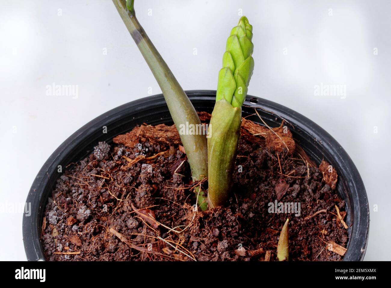 Junger Baum mit leave roll wie Zöpfe der Haare einer Frau. Nennen Sie das Emerald Gwag als zanzibares Juwel. Stockfoto