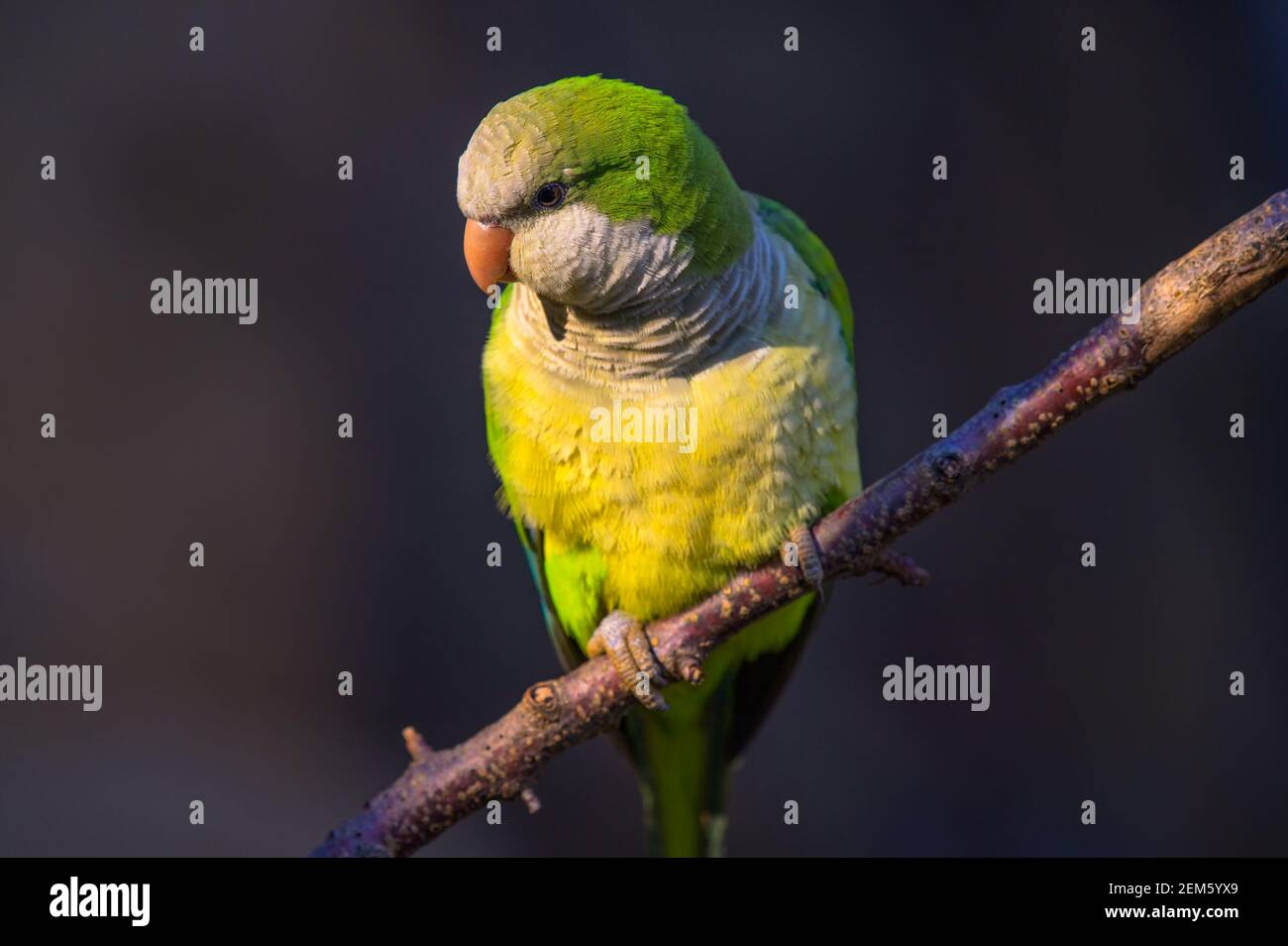 Nahaufnahme Porträt eines bunten amazonas Papagei Stockfoto