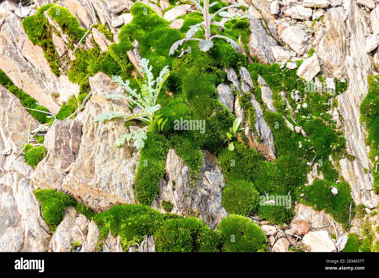 Schönes helles grünes Moos, das in rauen Steinen aufwächst. Felsen voller Moosstruktur in der Natur Stockfoto