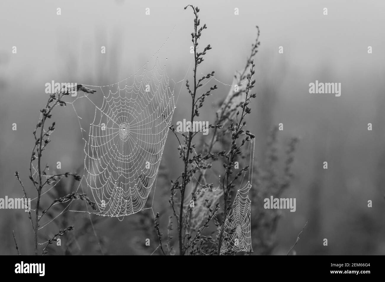 Spinnennetz zwischen zwei Pflanzen am frühen Morgen. Tropfen Tau auf einem Netz. Schwarz und weiß Natur Hintergrund Stockfoto