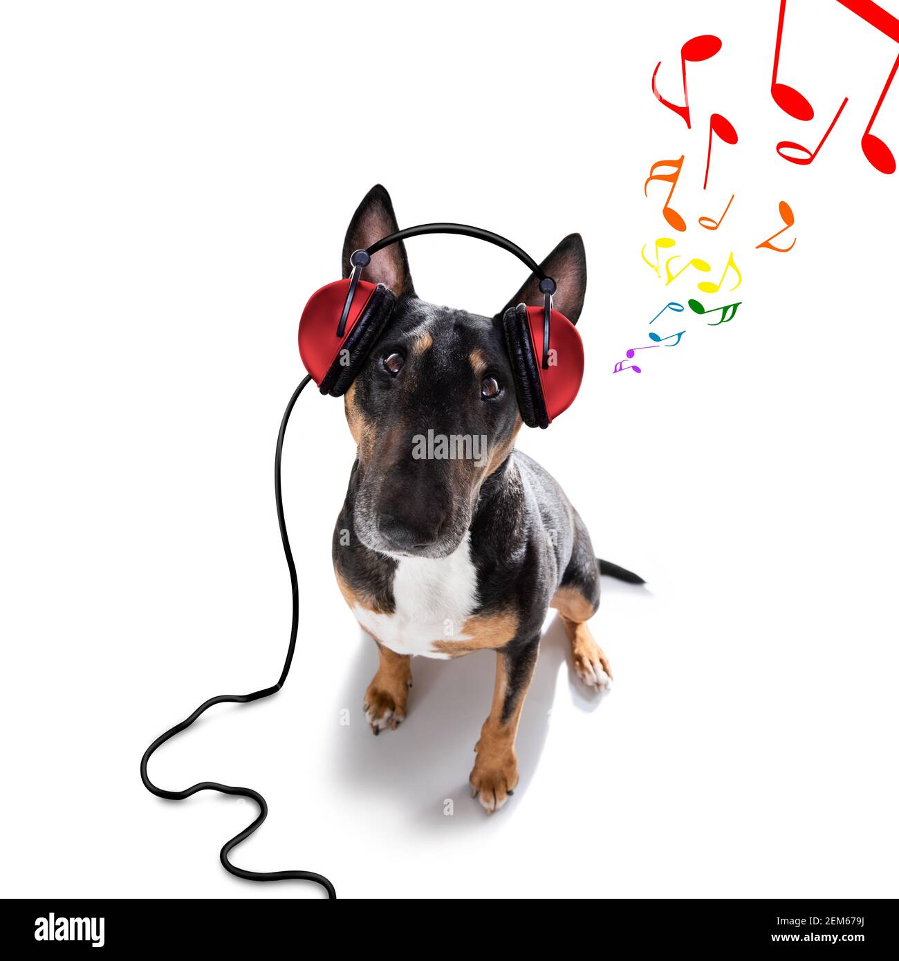 DJ Bull Terrier Hund spielt Musik in einem Club mit Disco-Ball , isoliert auf weißem Hintergrund Stockfoto