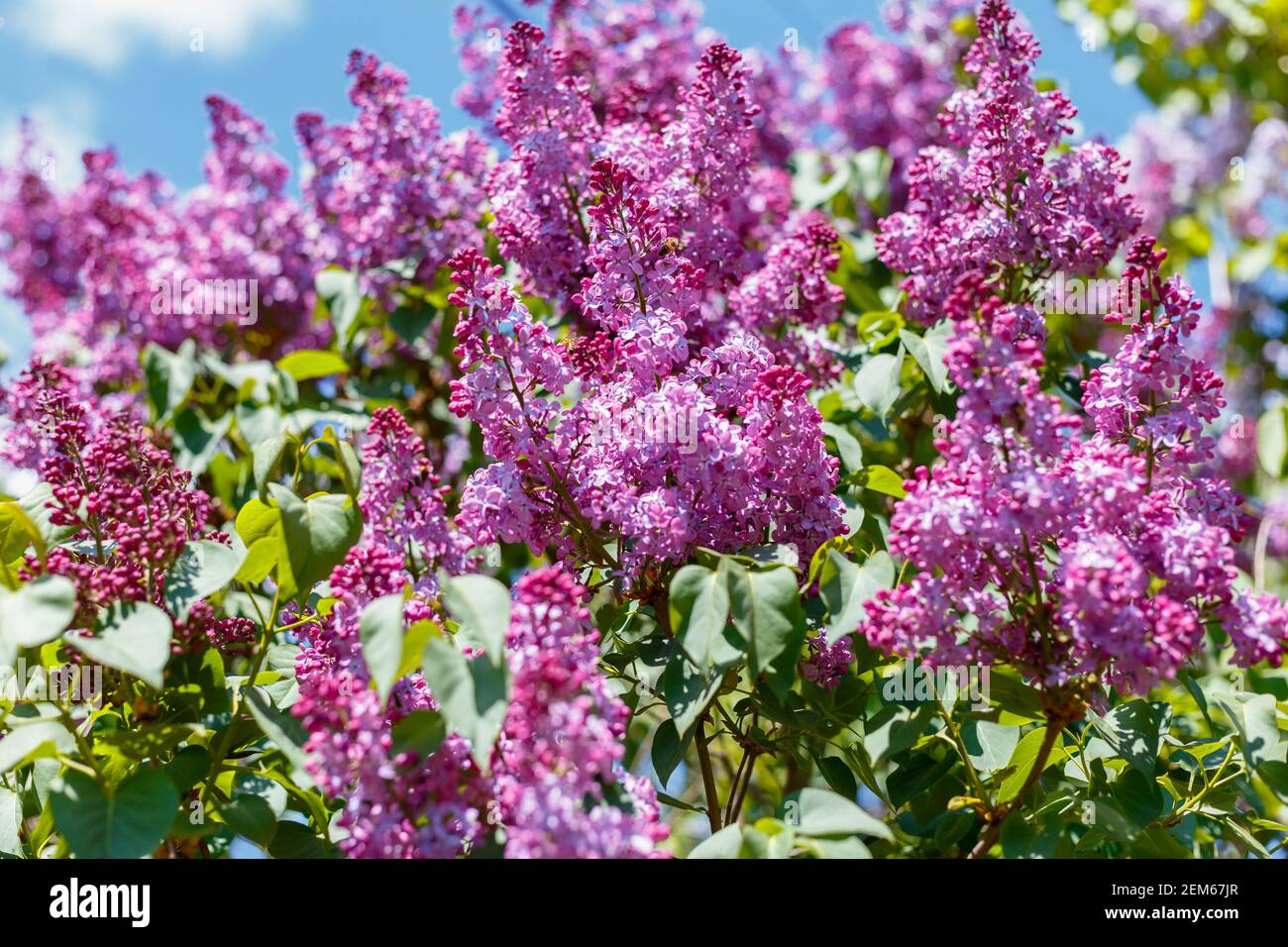 Frühling blühende Blüten von Flieder auf Flieder Büsche gegen den blauen Himmel. Natürlicher Hintergrund von violett blühenden Fliederblüten draußen. Stockfoto