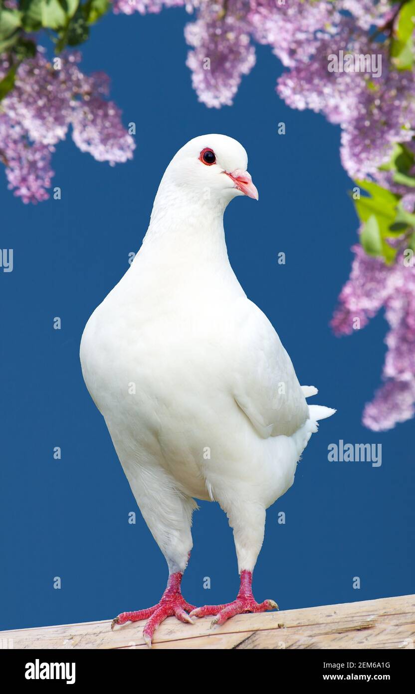 Schöne Ansicht von einer weißen Taube auf Barsch mit blühenden Fliederbaum Hintergrund, Kaisertaube, Ducula Stockfoto