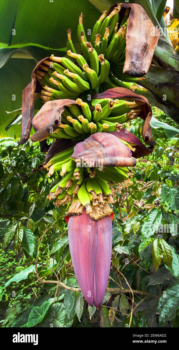 Blume der Banane und Bananenfrucht, Bananenpalme Stockfoto