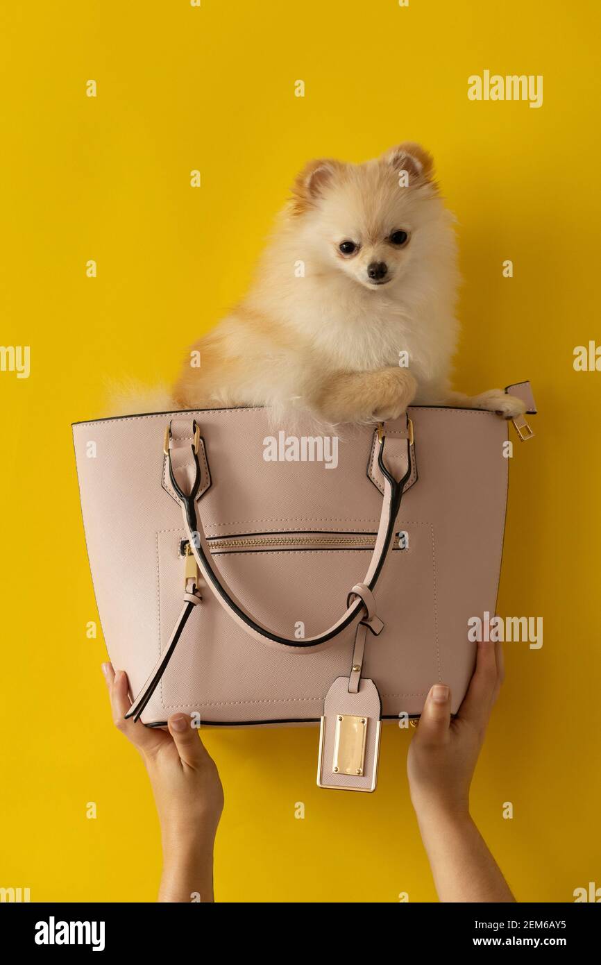 Weiß pommern domestizierten Hund in einem modernen rosa Geldbörse, die von zwei Händen gehalten wird, Studio mit gelbem Hintergrund Stockfoto