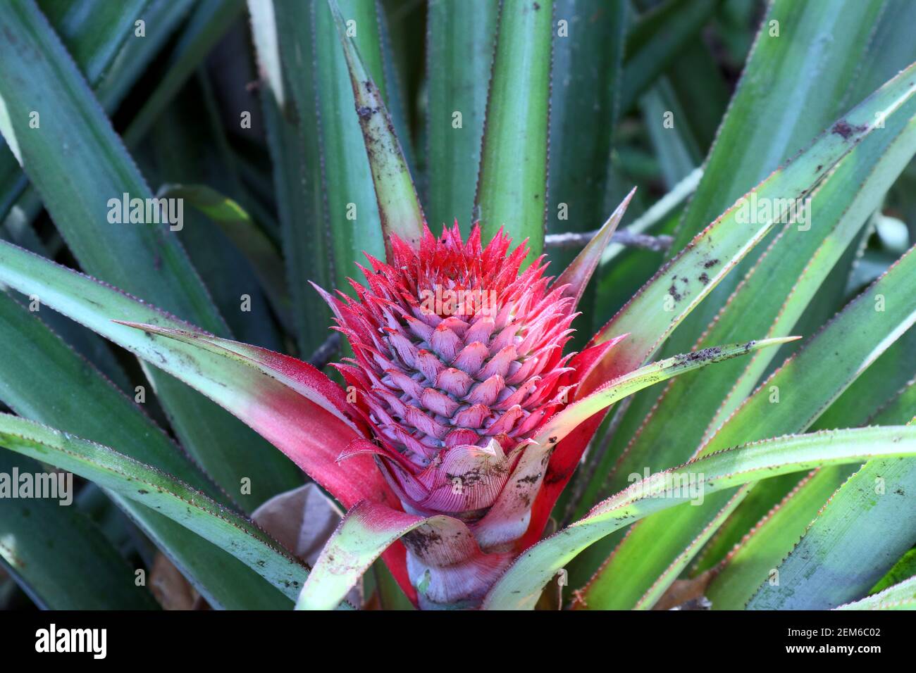 Eine unreife rote Farbe Ananasblume blüht Stockfoto