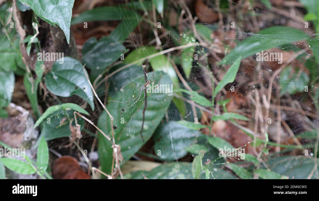 Kleine Spinne und Spinnennetz auf der unteren Ebene von Der Wald Stockfoto