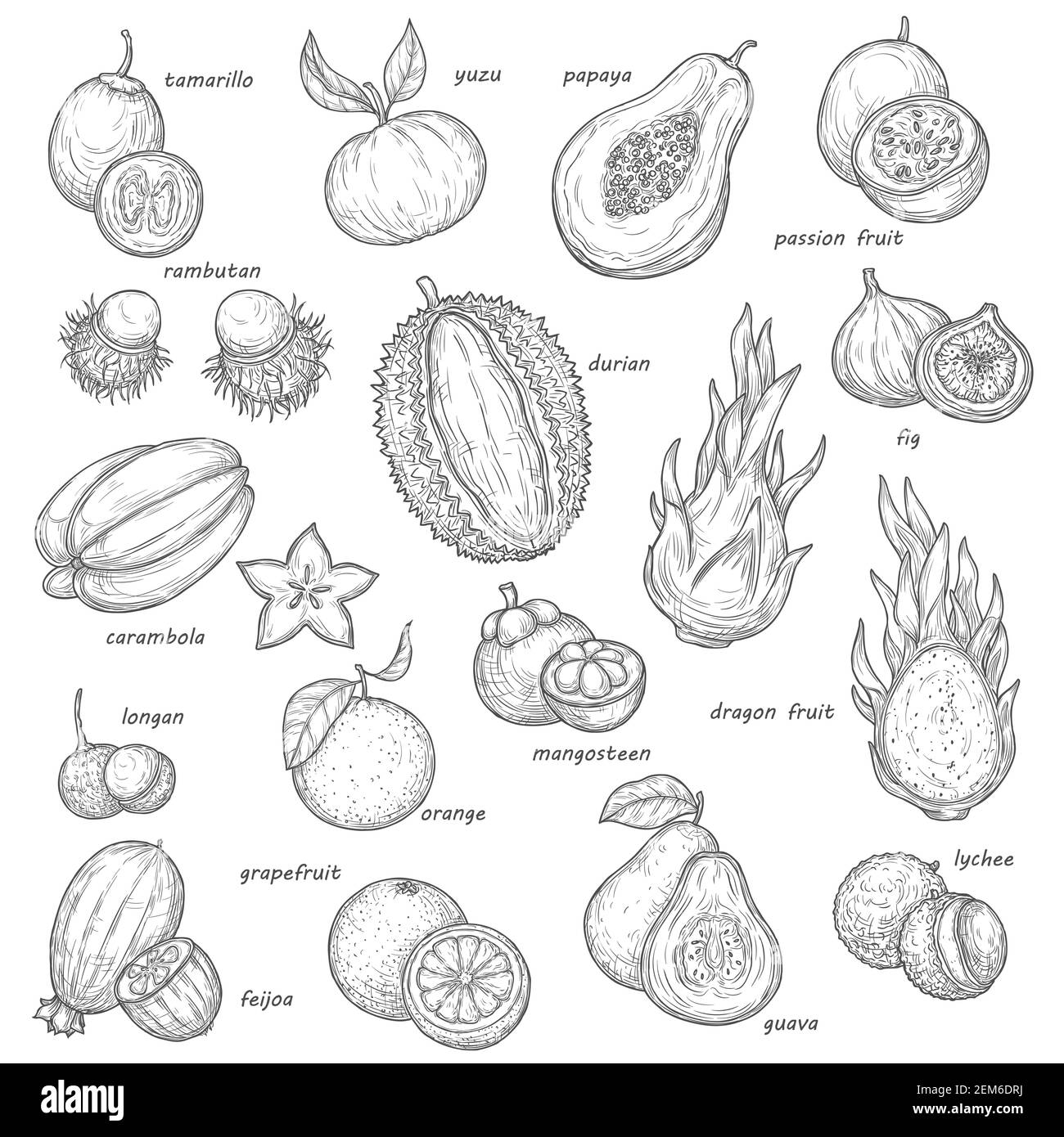 Exotische Früchte- und Beerenskizzen. Vektor tropische Orange, Papaya und Feige, Karambola, Feijoa und Litschi, Grapefruit, Leidenschaft und Drachenfrüchte, Guava, l Stock Vektor